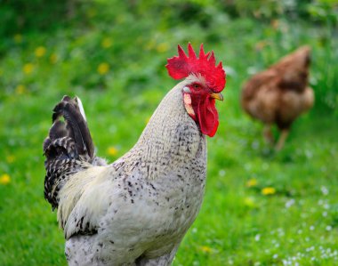 Horoz otların üzerinde çok güzeldir.