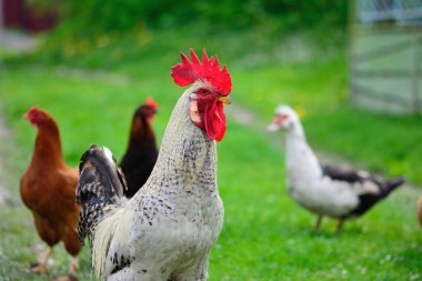 Horoz ve tavuklar çimenlerde otluyor.