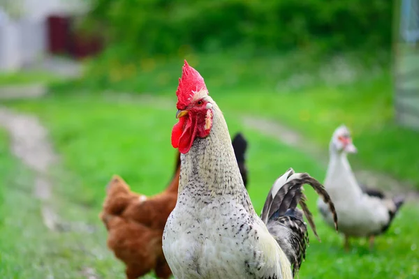 Rooster and chickens grazing on the grass