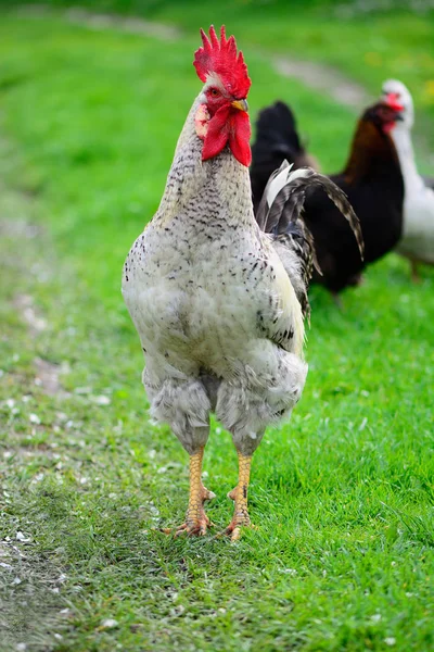 Hahn und Hühner grasen auf dem Gras — Stockfoto