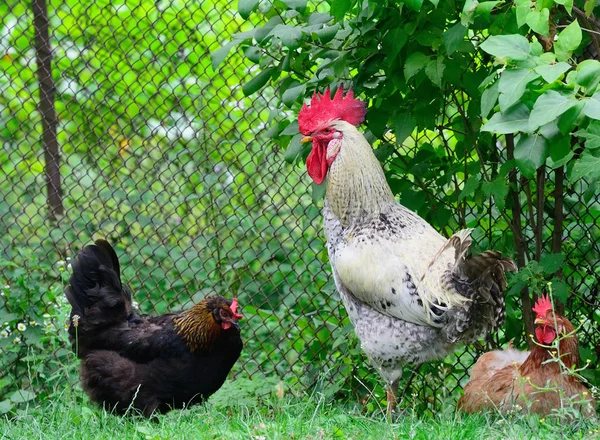 Rooster and chickens grazing on the grass