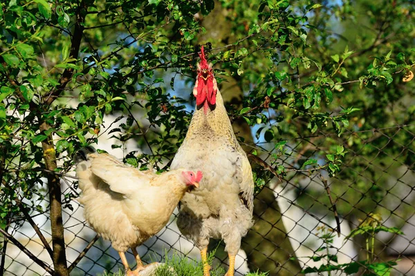 The rooster screams very loudly — Stockfoto