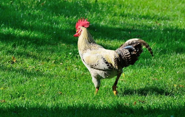 这只公鸡在草地的衬托下非常漂亮 — 图库照片