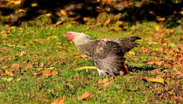 Pollo adulto fugge dalla minaccia — Foto Stock