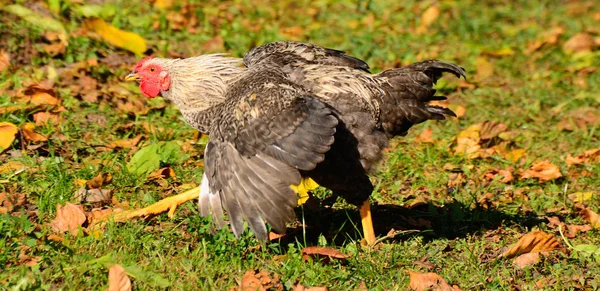 Adult chicken runs from the threat