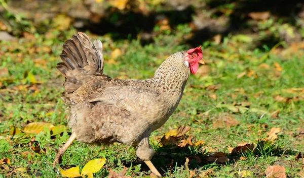 Chicken walks outdoors in the garden — Stockfoto