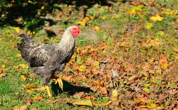 Kip loopt buiten in de tuin — Stockfoto