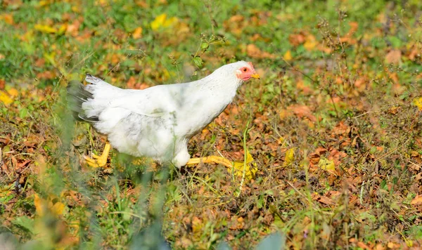 Adult chicken runs from the threat