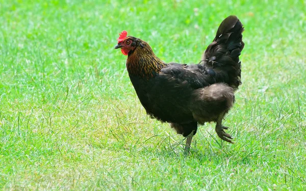 Hühner spazieren im Garten — Stockfoto