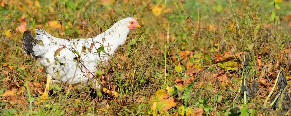 Zicht op een dikke witte kip staand op een groen gazon op een zonnige summ — Stockfoto