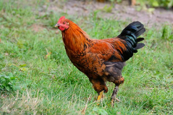 Il gallo è molto bello su uno sfondo di erba — Foto Stock