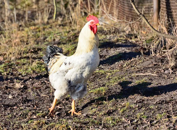 El gallo es muy hermoso sobre un fondo de hierba — Foto de Stock