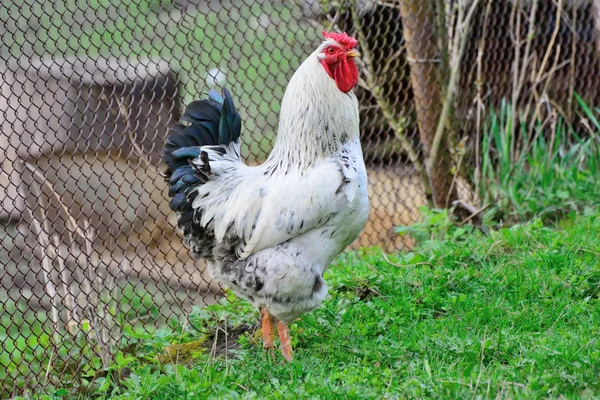 Il gallo è molto bello su uno sfondo di erba — Foto Stock