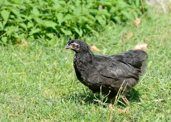 Молодой черный цыпленок на траве — стоковое фото