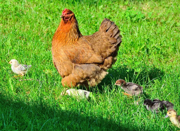 Kurczak z małymi kurczakami i kaczątkami — Zdjęcie stockowe