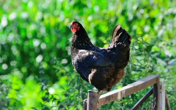 Black chicken stands on the fence