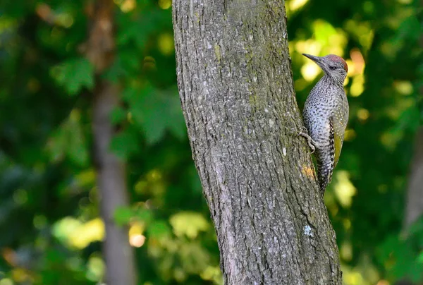 果树上的绿色啄木鸟 — 图库照片