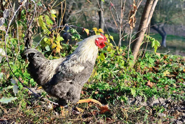 Frango caminha ao ar livre no jardim — Fotografia de Stock