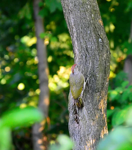 Pic vert sur un arbre fruitier — Photo