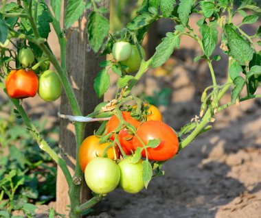 Serada yetişen olgun organik domates. Bulanık sırt Grou