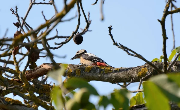 在欧亚和北非常见的啄木鸟 — 图库照片
