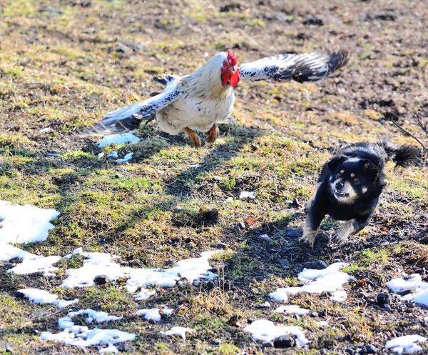 A dog attacks a rooster in flight