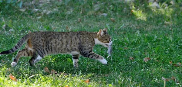 Katze mit grauer Maus. Nahaufnahme, im Freien. — Stockfoto