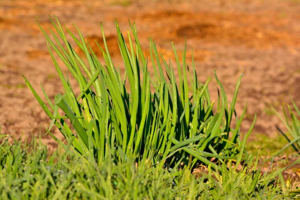 在花园里种洋葱。 绿色的洋葱茎。 一、导言 — 图库照片