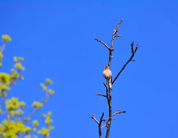 Mały ptaszek na gałęzi pod niebem — Zdjęcie stockowe