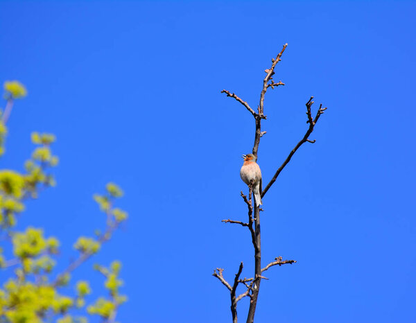 Little bird on a branch against the sky