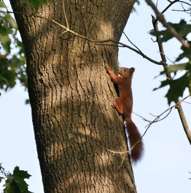 Protein vulgaris ya da veksha, sincap familyasından bir kemirgen..