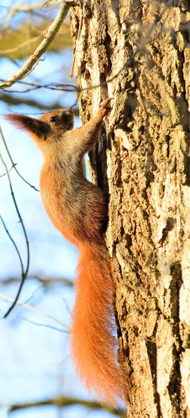 Proteiini vulgaris, tai veksha - jyrsijä orava perhe . — kuvapankkivalokuva