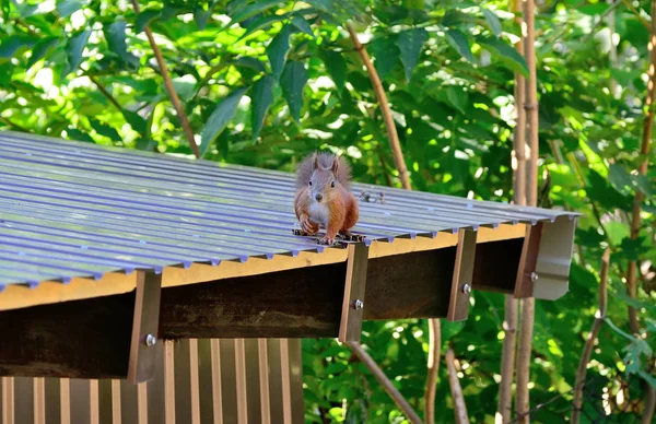 L'écureuil ordinaire court sur le toit — Photo