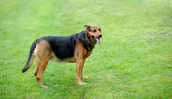 Hund på gräset med goda avsikter — Stockfoto