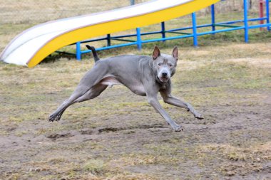 Thai ridgeback koşuyor ve havlıyor