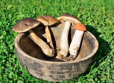 Boletus mantarı mantar hasır sepet beyaz backg izole