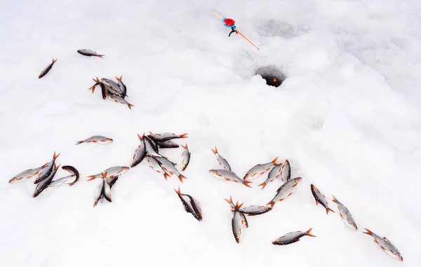 Haste de pesca de inverno e barata de peixe capturado com Rudd mentira no wh — Fotografia de Stock