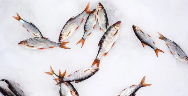 Haste de pesca de inverno e barata de peixe capturado com Rudd mentira no wh — Fotografia de Stock