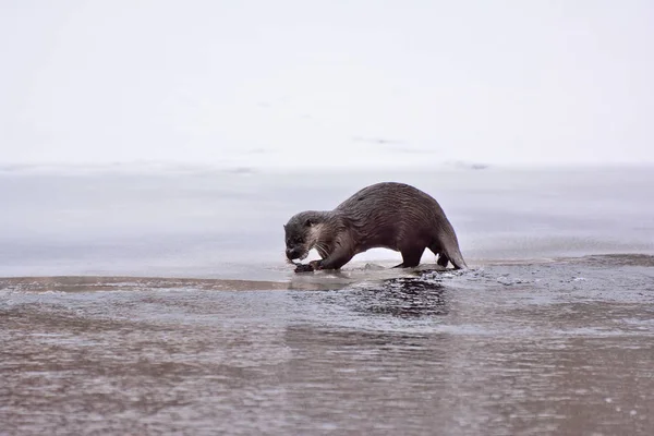 Βίδρα (Lontra canadensis) στην άγρια φύση. Θηλαστικό νερό με υγρή γούνα — Φωτογραφία Αρχείου