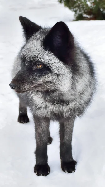 Black fox in a beautiful color in winter