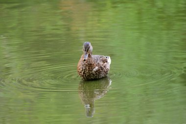 Temiz suda yansıyan bir ördeğin portresi.