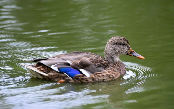 Retrato de un pato con reflejo en agua limpia . — Foto de Stock