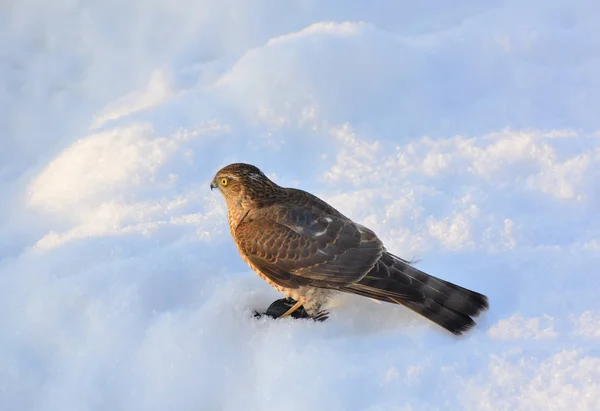 Habicht im Schnee mit kleiner Vogelbeute — Stockfoto