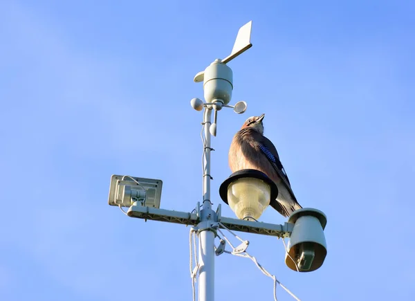 Bir kuşla gökyüzüne karşı meteoroloji istasyonu — Stok fotoğraf