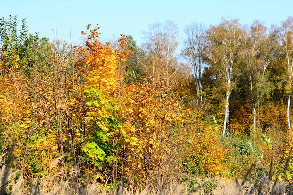 Ormanda sonbahar. Karşı konulamaz güzellik