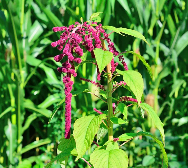 Amaranth is cultivated as leaf vegetables, cereals and ornamenta