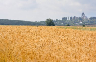Olgun buğday tarlası gökyüzüne karşı