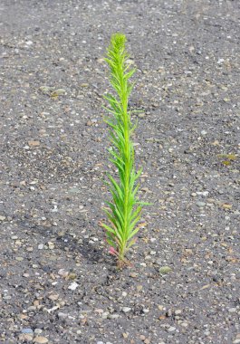 Küçük ama güçlü bir rostenie probyvat asfaltı.