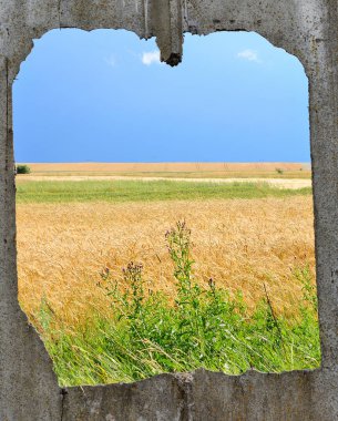 Olgun buğday tarlası delinmiş bir delikten görünüyor.