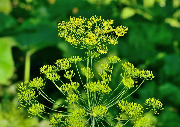 Dill Achtergrond met dille paraplu close-up. Plantaardige specerij sui — Stockfoto